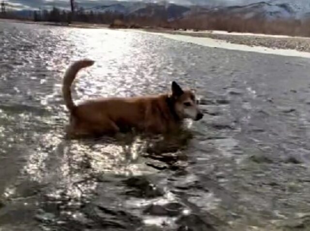 Un mix sorprendente: il Chihuahua-Husky grida di sorpresa dopo aver pescato il suo primo pesce
