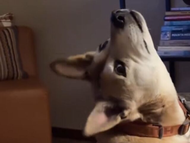 Il modo in cui questo ex cane randagio supplica i suoi padroni è a dir poco esilarante