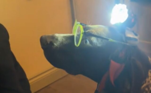 L’uomo si sta occupando di alcuni lavoretti in casa, ma il suo cane vuole “aiutare” (VIDEO)