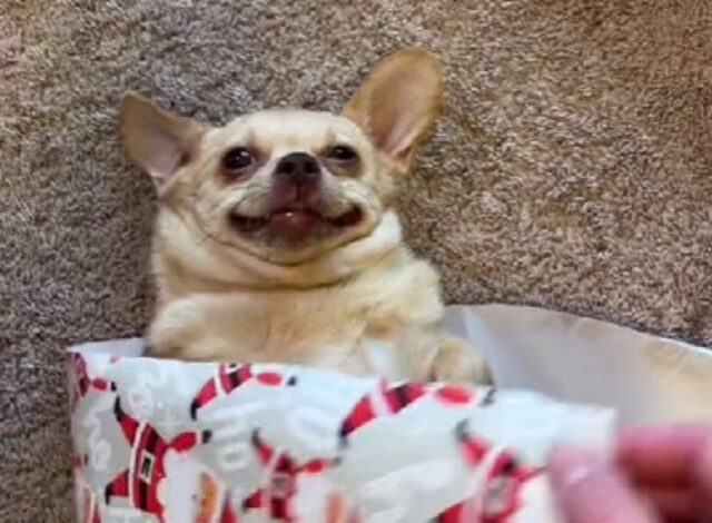 Il Chihuahua resta inerte quando il suo padrone decide di trasformarlo in un pacchetto di Natale