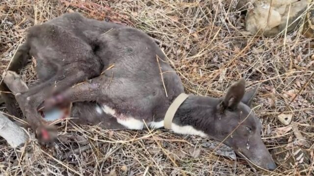Il cane ha calpestato per sbaglio una trappola: da quel momento non è più riuscito a muoversi – VIDEO