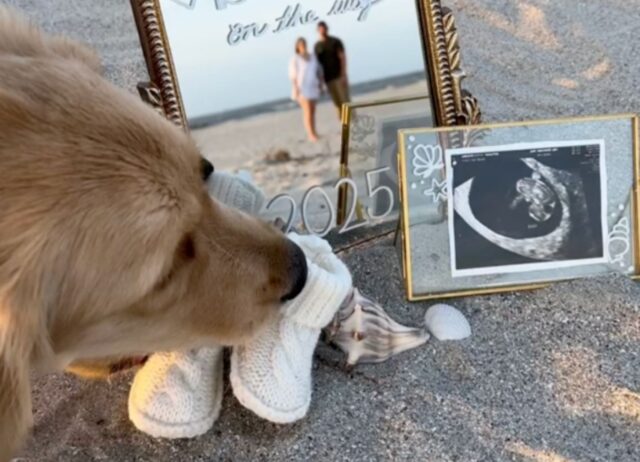 La coppia tenta di annunciare in modo tenero la nascita del figlio, ma il cane ha altre idee