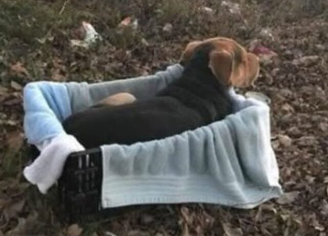 La donna vede un cucciolo abbandonato nella foresta e da vicino la situazione è ancora peggiore