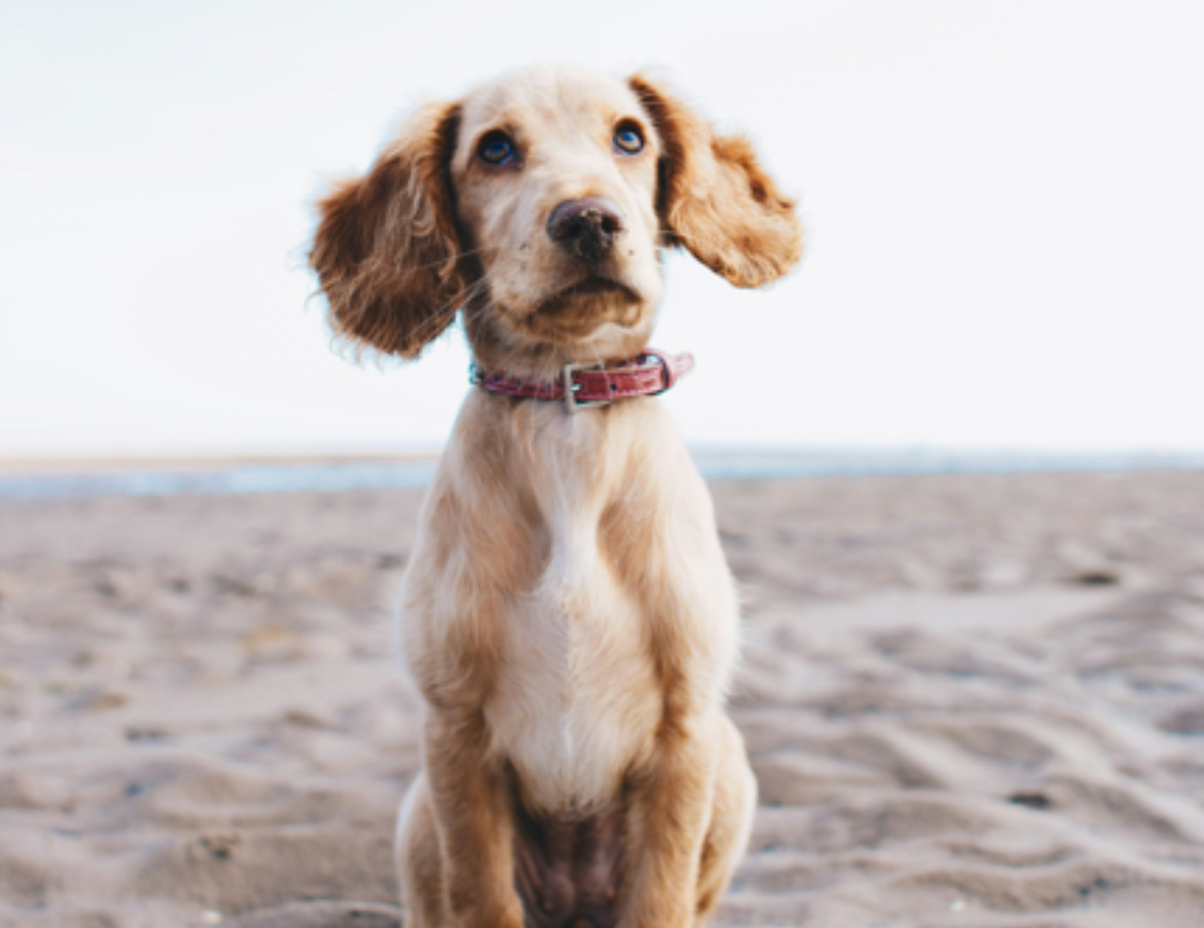 Cane in spiaggia