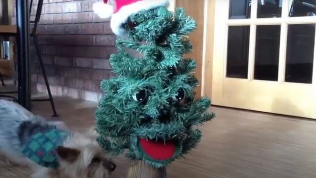 Non se lo aspettava: il cane reagisce quando si accorge che l’albero di Natale parla – VIDEO