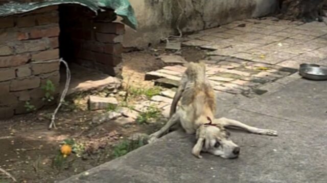 Nonostante il cane lo implorasse, il proprietario lo ha comunque venduto dopo averlo trattato in modo orribile – VIDEO