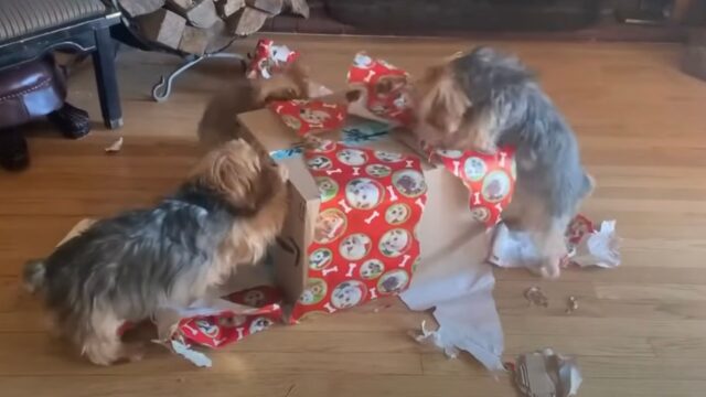 Sì, questi sono tre Yorkshire impegnatissimi a distruggere il loro pacco di Natale – VIDEO