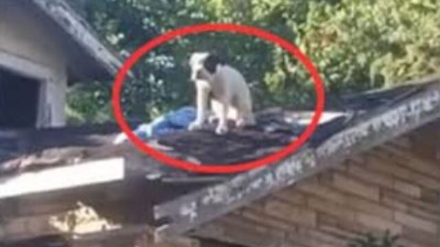 Le persone non riuscivano a credere ai loro occhi: il cucciolo di cane era sul tetto e implorava aiuto