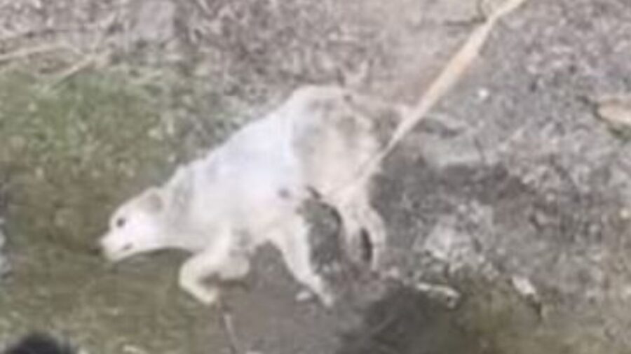 un cane a terra