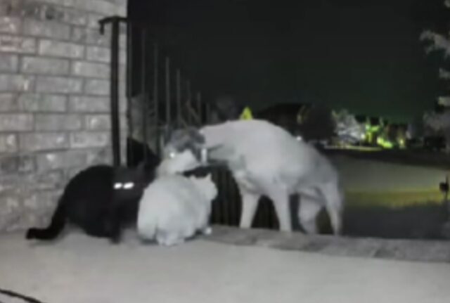 Il cane impara ad aprire la porta, ma la telecamera mostra cosa fa durante la notte
