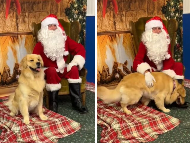 L’adorabile Golden Retriever fa visita a Babbo Natale e gli chiede un regalo più che ragionevole