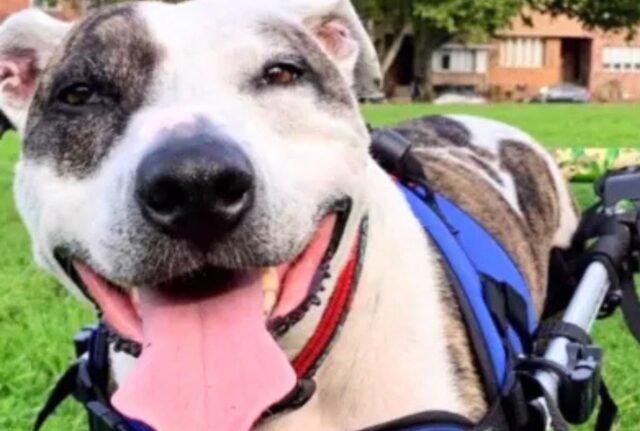 Il cane si stava godendo tranquillamente uno spuntino, ma ciò che succede dopo è un incubo