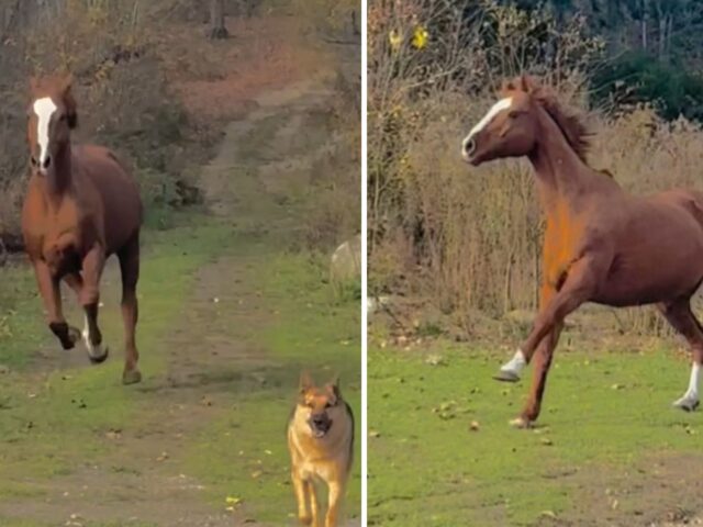 Una scena fantastica: il cane cieco corre con il suo amico cavallo e usa tutti i suoi sensi per evitare collisioni