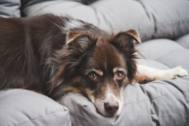 Cane del figlio aggredisce una donna: le sue condizioni sono critiche