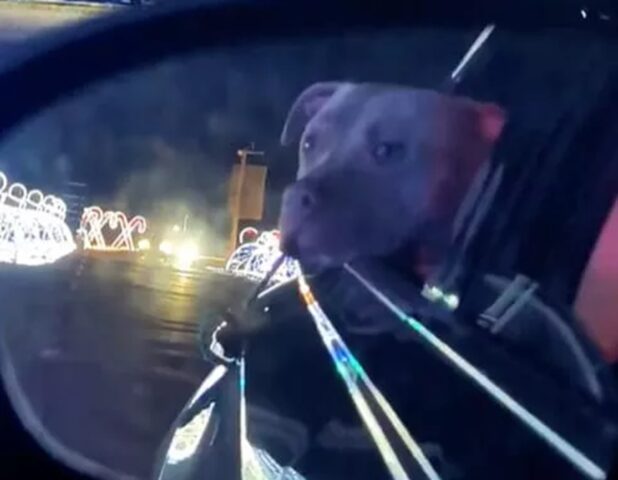 Cane esce dal rifugio per andare a vedere le luci di Natale