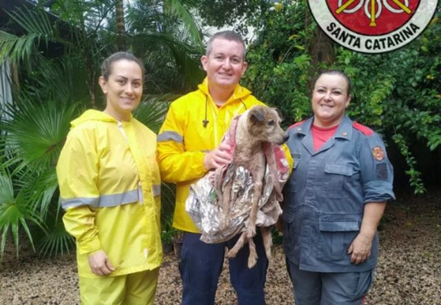 Cane in ipotermia salvato in una zona a rischio