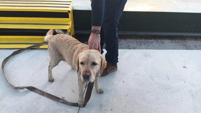 Cane rischia di annegare su una zattera: lo salvano in extremis