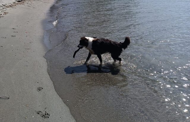 Cane scomparso: proprietari mettono una ricompensa per trovare Pablo