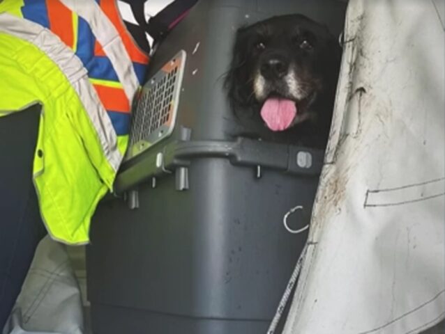 Cane stressato nella stiva dell’aereo perde i denti masticando la gabbietta