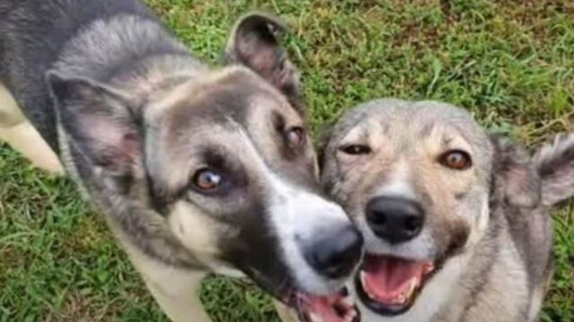 Mamma cane appare di fronte al cancello con il suo ultimo cucciolo che aveva bisogno di una casa