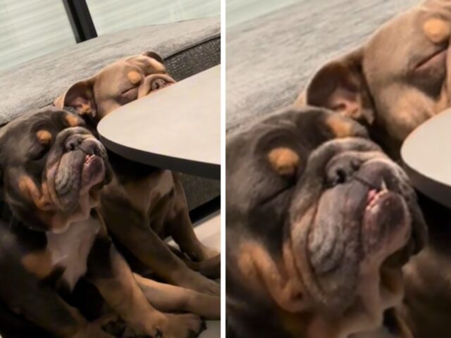I Bulldog si siedono a tavola, ma nessuno capisce se stanno dormendo o se stanno meditando