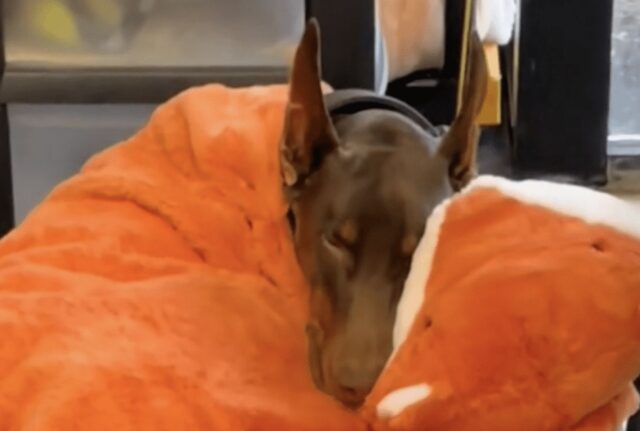 Questo cane ha davvero capito come si diventa professionisti del sonnellino