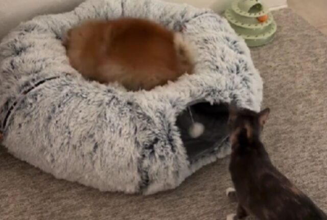 Il Pomerania riesce a conquistare il tunnel del suo amico felino in modo spettacolare