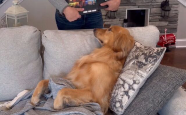 Il Golden Retriever che “decora” tutto per le feste lascia il suo papà umano senza parole (VIDEO)