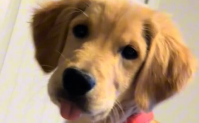 Adolescenza e tenerezza: il Golden Retriever affronta le sue “crisi” con uno sguardo adorabile (VIDEO)
