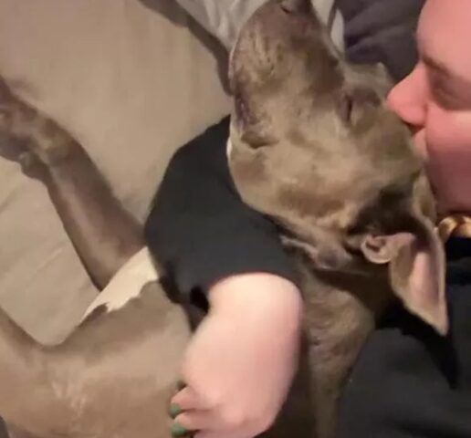 Nell’ultimo viaggio del cane in Spagna succede qualcosa di inaspettato