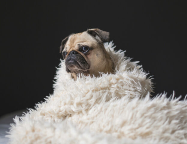 Anche lui sente freddo: questi sono 5 consigli per riscaldare il tuo cane