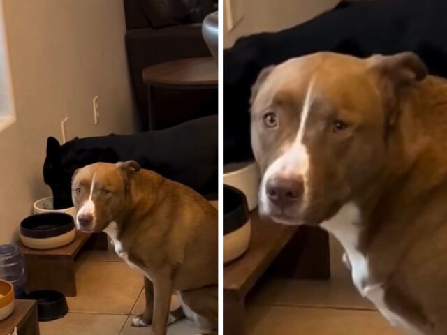 Questa cagnolina di razza Pitbull non riesce a nascondere la sua delusione quando le viene spiegato che non può avere bistecche ogni giorno