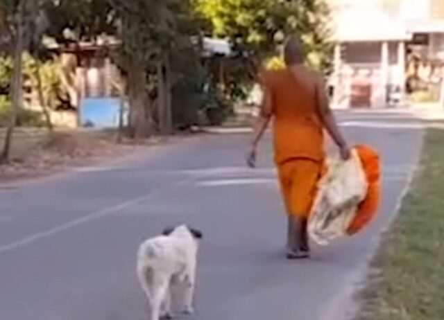Era rimasto incastrato in una rete enorme, ma il cane ha incontrato presto qualcuno di buon cuore