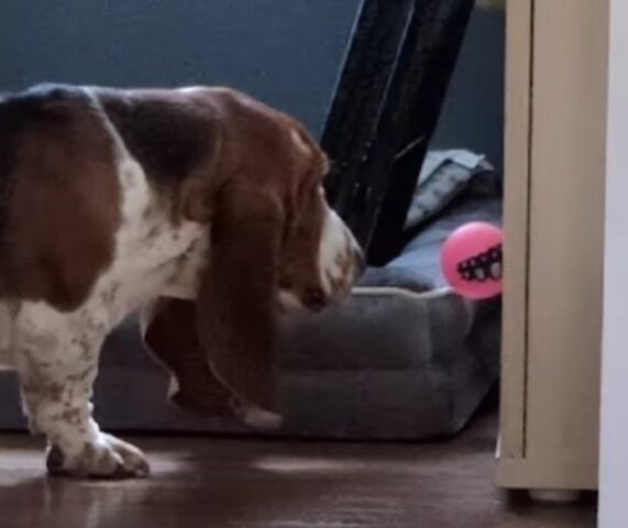 Il cucciolo di Basset Hound fa una scenata drammatica rifiutandosi di recuperare la sua palla