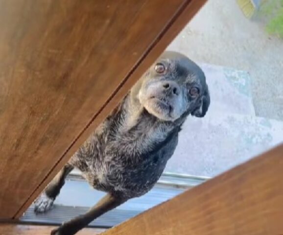 Il cuore di tutti si spezza per questo cane che continua a cercare il suo migliore amico