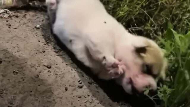 Il povero cucciolo di cane piangeva di dolore dopo essere stato abbandonato al suo destino – VIDEO