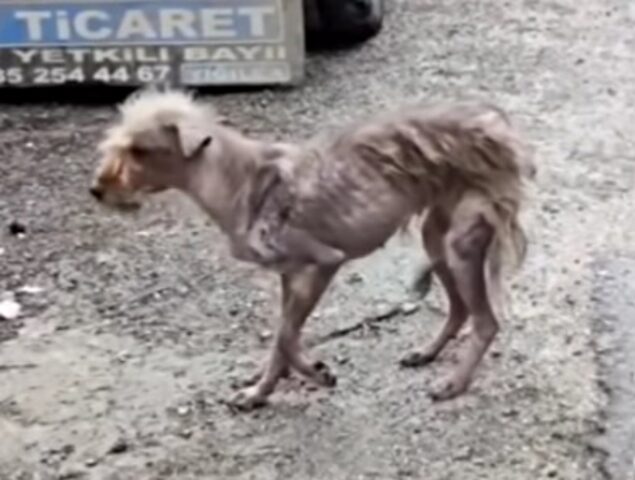 La cagnolina veniva sempre scacciata e viveva nella paura: credeva che non sarebbe mai stata amata – VIDEO