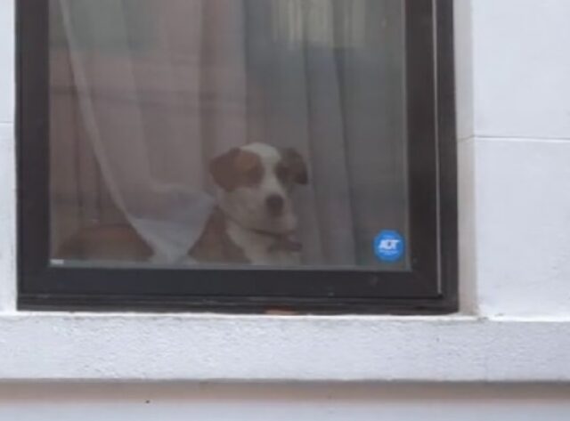 Questo Jack Russell è diventato l’eroe di alcuni bambini essendo semplicemente se stesso