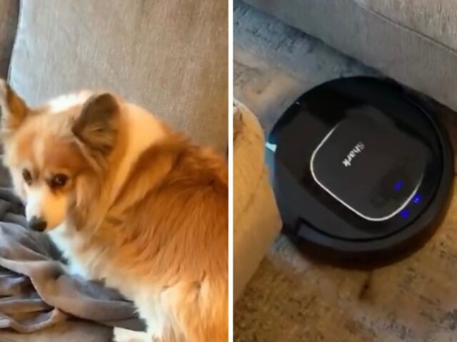 Niente da fare: il Corgi non riesce a frenare tutto il suo disappunto per l’aspirapolvere robot che passa davanti alla cuccia