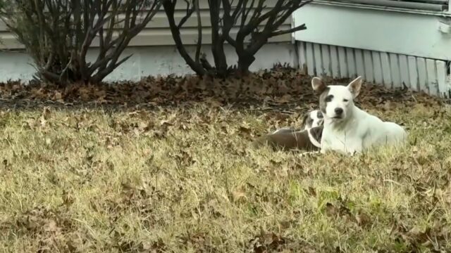 Si stavano lasciando andare per il terribile freddo, ma poi per mamma cane e i suoi cuccioli è cambiato tutto – Video