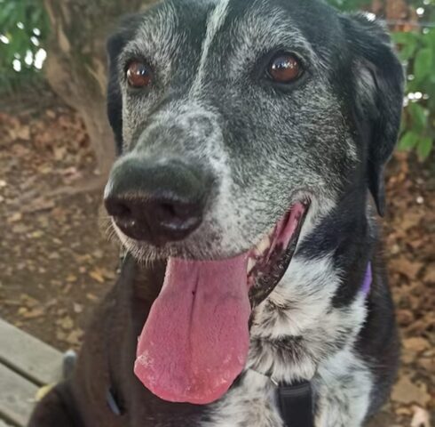 Cacciatore scappa dopo aver sparato al cane: la famiglia vuole giustizia