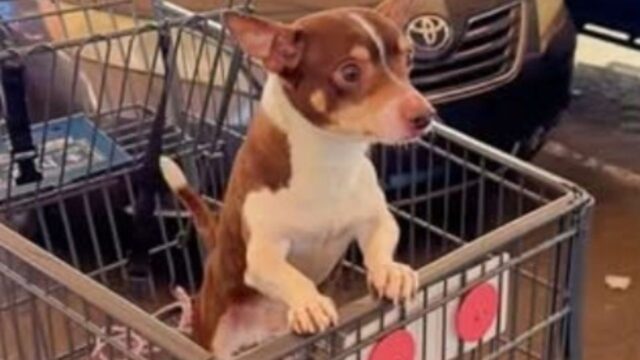 Il cane era legato al carrello della spesa e delle donne hanno chiamato aiuto, scoprendo la storia più triste