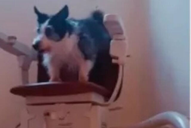 Il cane anziano che non riesce più a salire le scale trova una soluzione a dir poco geniale
