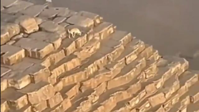 Cane salvato sulla cima di una delle sette meraviglie del mondo