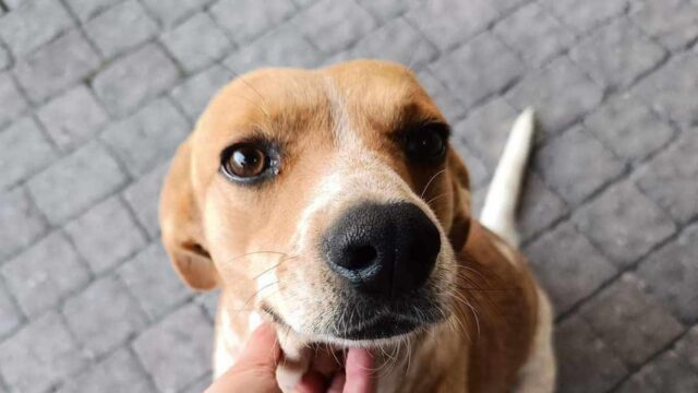Cane ustionato con olio bollente: un medico gli pagherà le cure