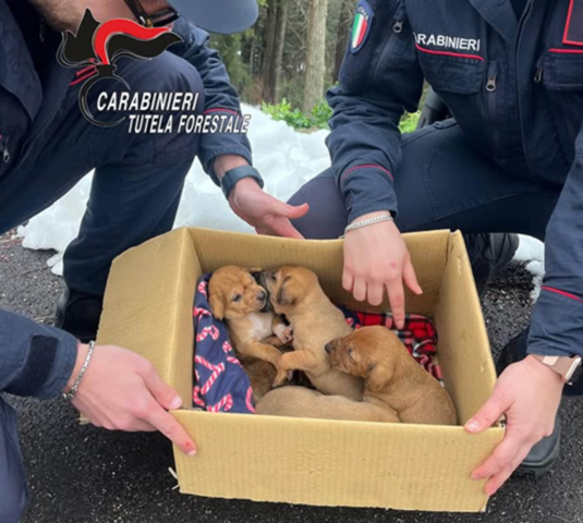 Cuccioli abbandonati in un bosco in una scatola di cartone salvati dai Carabinieri Forestali