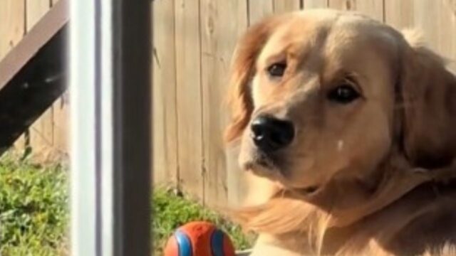 Romanticismo al tramonto: il Golden Retriever contempla il sole che cala, con dolcezza