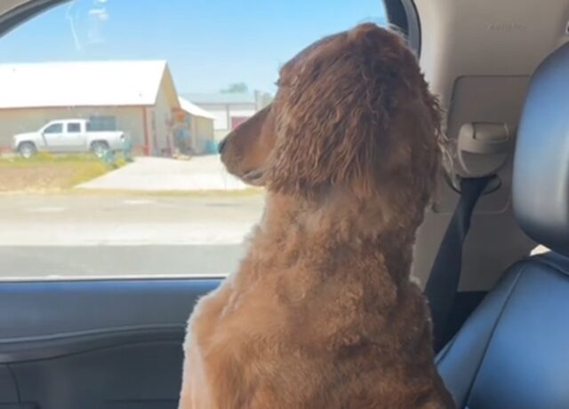 Goldendoodle non voleva andare dal toelettatore e in auto ignora la mamma umana