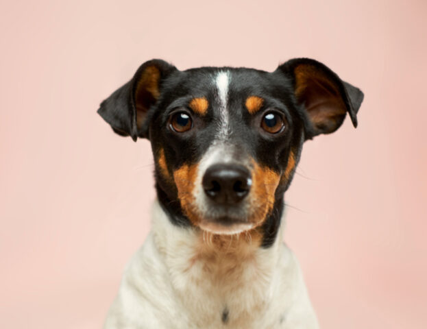 Quando si porta il cane dallo psicologo?