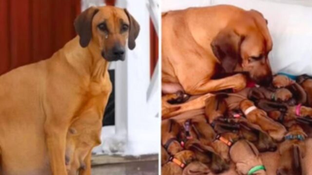 Abbandonata al freddo, la cagnolina incinta ha sfidato ogni previsione per dare alla luce 15 preziosi cuccioli